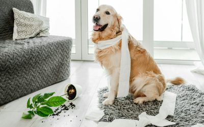 A Guide to Cultivating Canine Convenience: The Art of Indoor Potty Training