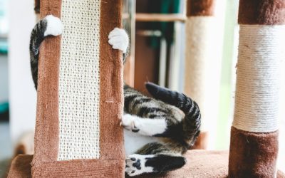Crafting Enchantment: The Art of Designing a Hideout Play Place for Your Beloved Pet