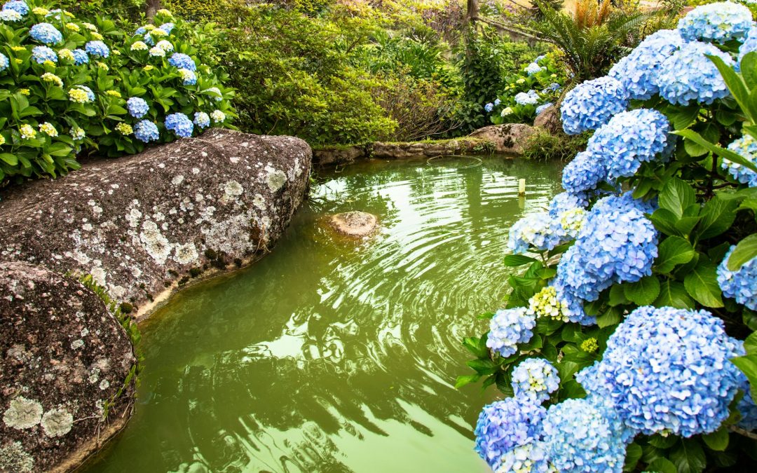 Serenading the Senses: Crafting a Water Feature in Your Eden