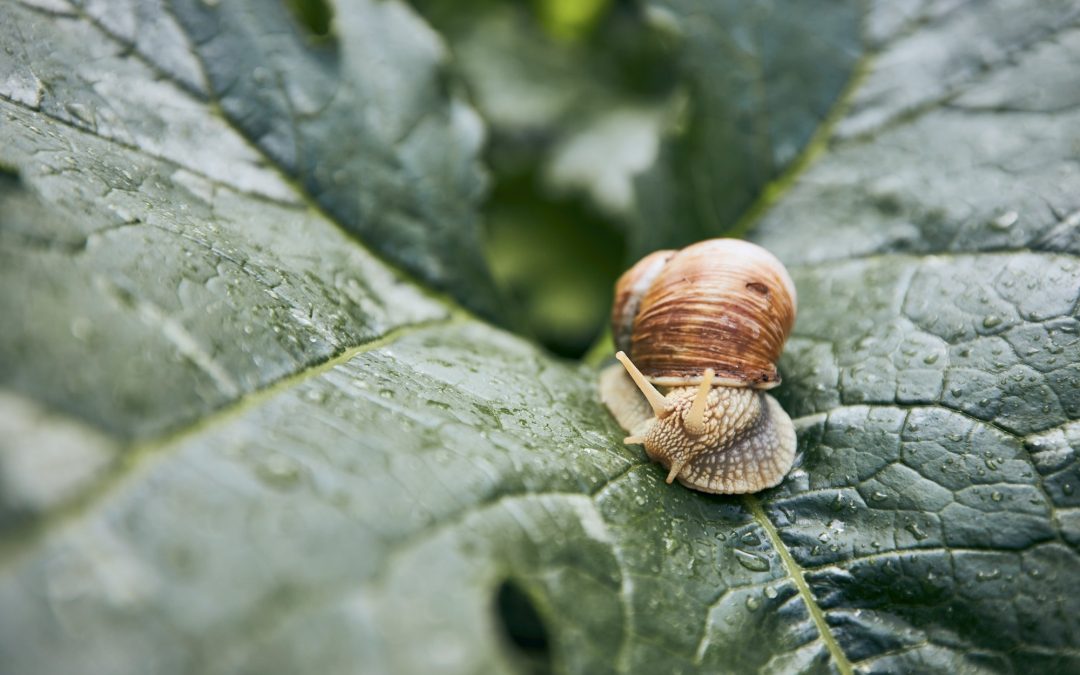 In the Garden’s Embrace: Nurturing Young Minds Amongst Wildlife and Wonders