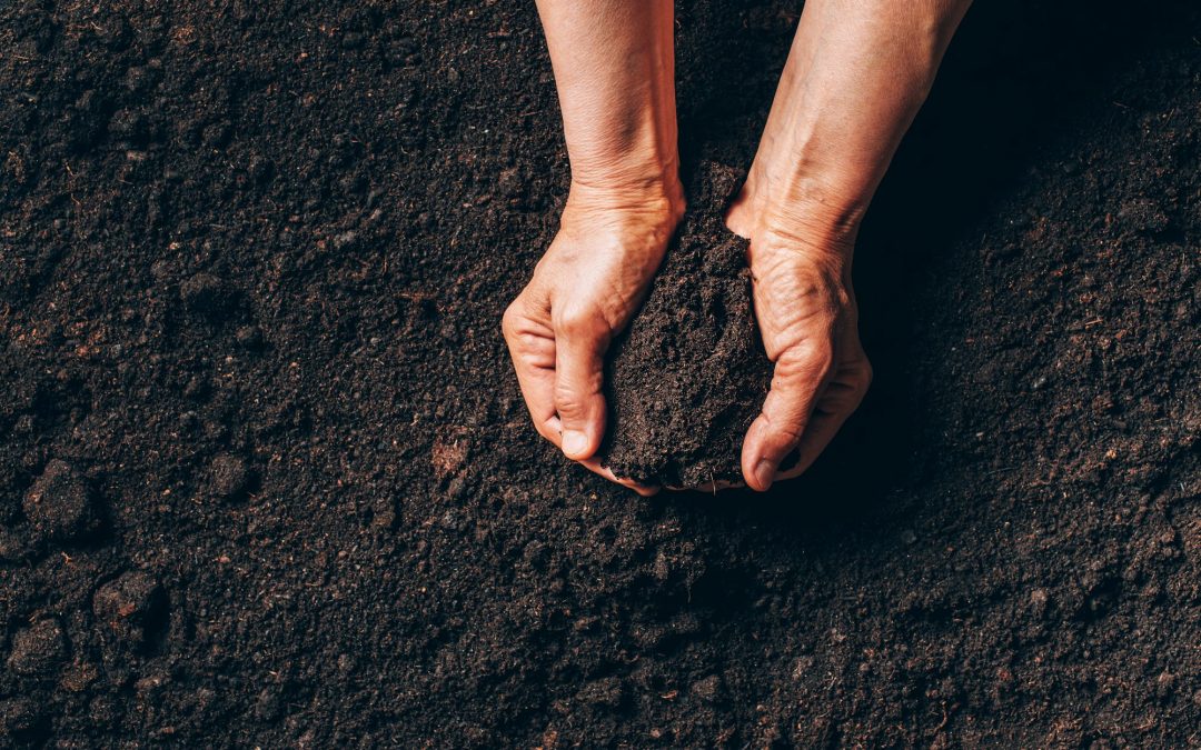 Breathing New Life into Old Soil: A Guide for Garden Renewal