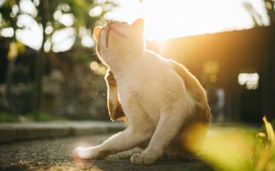 The Itch to Scratch: Decoding Your Cat’s Skin Health
