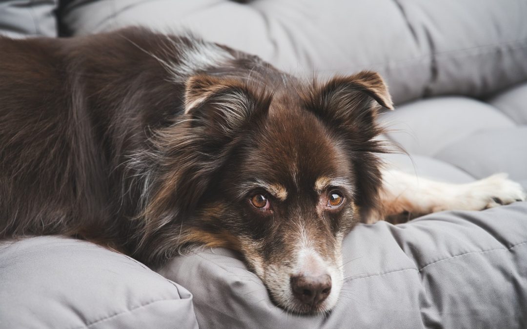 The Ultimate Guide to Caring for Your Dog